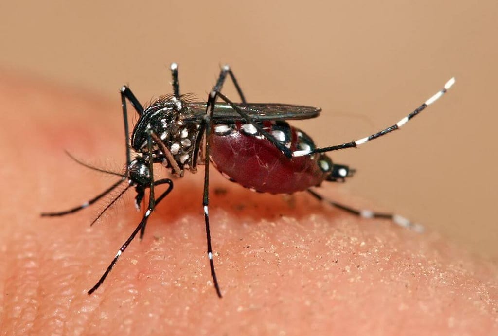 Colloidal Nano Silver Can Prevent Spread of Aedes Mosquito