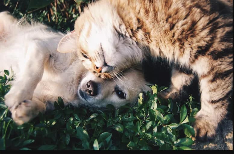 Sinus Infection Sinusitis and Colloidal Nano Silver Liquid Solution
