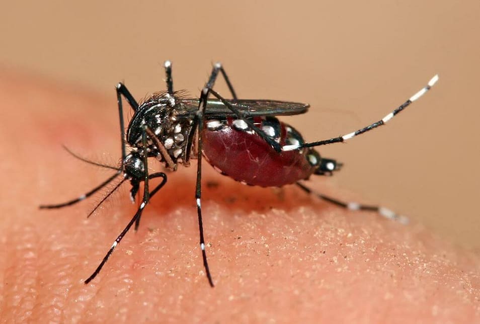 Colloidal Nano Silver Can Prevent Spread of Aedes Mosquito